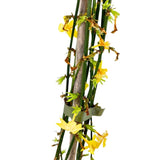 Iasomie Stelata de Iarna (Jasminum Nudiflorum), cu flori galbene, inflorire iarna, rezistenta la frig, crestere rapida