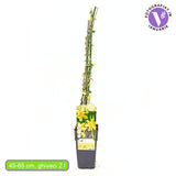 Iasomie Stelata de Iarna (Jasminum Nudiflorum), cu flori galbene, inflorire iarna, rezistenta la frig, crestere rapida