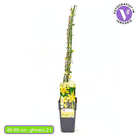 Iasomie Stelata de Iarna (Jasminum Nudiflorum), cu flori galbene, inflorire iarna, rezistenta la frig, crestere rapida