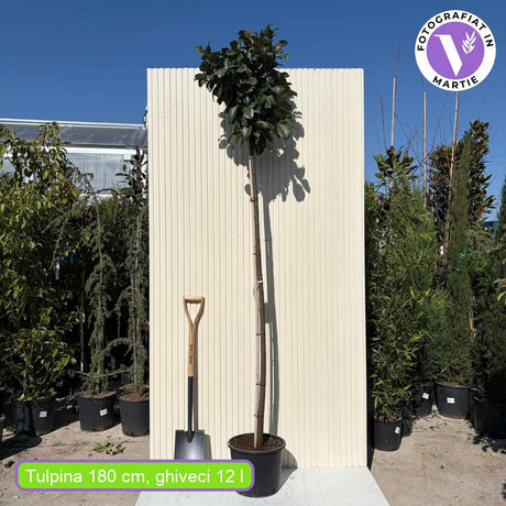 Laur Englezesc Etna (Laurocires) Copacel, vesnic verde pentru gradina, frunze lucioase rosiatice primavara, rezistent iarna, flori parfumate albe