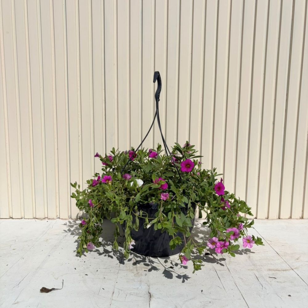 Calibrachoa (Petunie) Triobells, cu flori galbene, rosu si mov