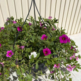 Calibrachoa (Petunie) Triobells, cu flori galbene, rosu si mov