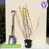 Ploaie de Aur (Forsythia Lynwood), arbust decorativ cu flori galbene primavara,  crestere rapida