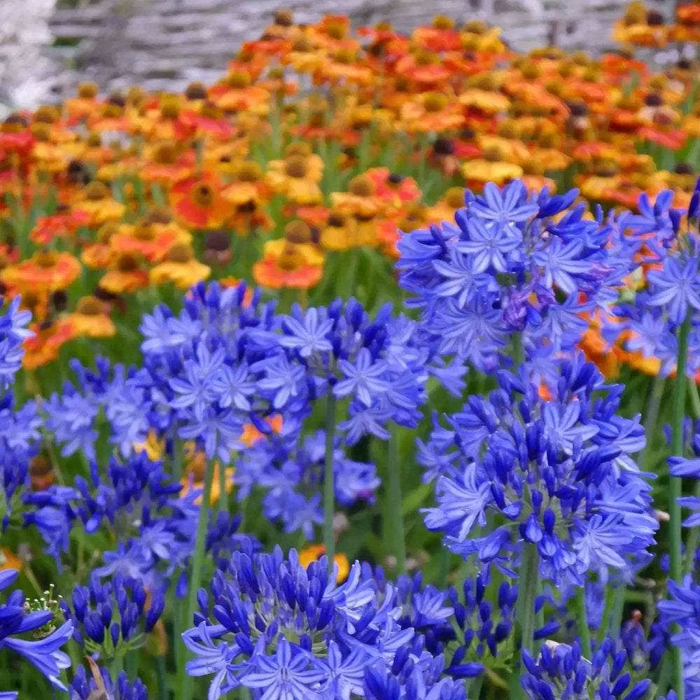 Crin African Agapanthus Northern Star, flori albastre in globuri, planta exotica rezistenta