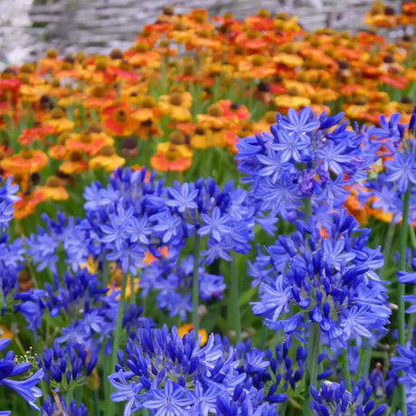 Crin African Agapanthus Northern Star, flori albastre in globuri, planta exotica rezistenta