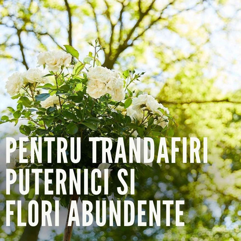 Ingrasamant lichid COMPO pentru trandafiri, flori intense si crestere sanatoasa, 1 l