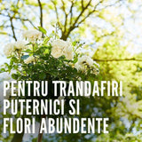 Ingrasamant lichid COMPO pentru trandafiri, flori intense si crestere sanatoasa, 1 l