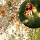 Spray anti daunatori SUBSTRAL Naturen pentru plante ornamentale, remediu natural contra afidelor, musculitei albe si paianjenilor, 750 ml