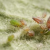 Spray anti daunatori SUBSTRAL Naturen pentru plante ornamentale, remediu natural contra afidelor, musculitei albe si paianjenilor, 750 ml