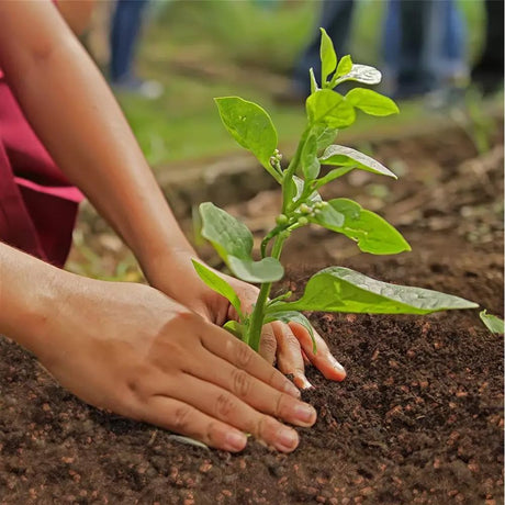 Substrat universal SERAMIS pentru gradina si plante, aerare si retinere apa, 40 l