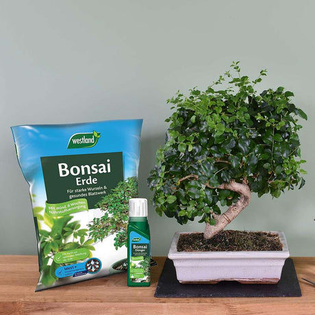 Ingrasamant lichid WESTLAND pentru bonsai, crestere sanatoasa si radacini puternice, 200 ml