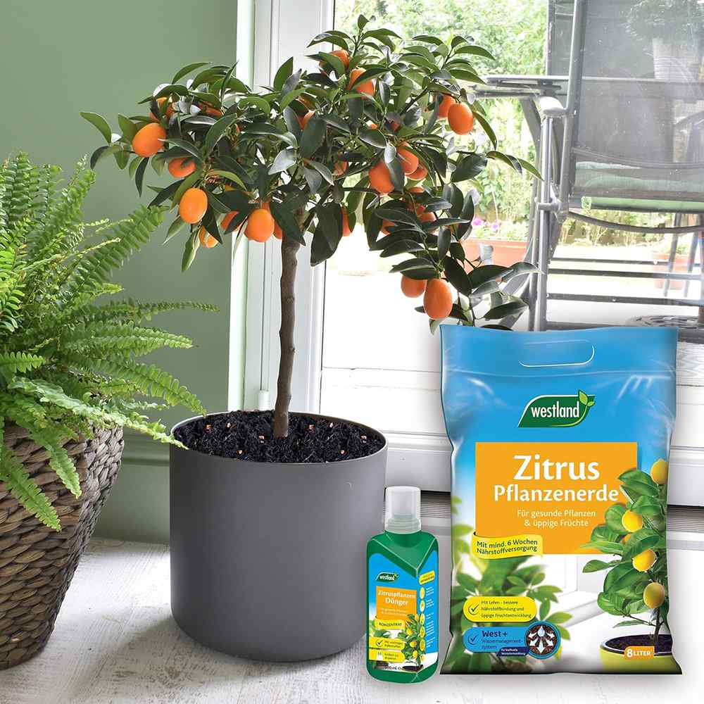 Ingrasamant lichid pentru citrice WESTLAND, crestere sanatoasa si fructe aromate, 500 ml