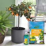 Ingrasamant lichid pentru citrice WESTLAND, crestere sanatoasa si fructe aromate, 500 ml