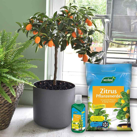 Ingrasamant lichid pentru citrice WESTLAND, crestere sanatoasa si fructe aromate, 500 ml