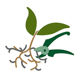 Apa cu ingrasamant pentru orhidee WESTLAND, hranire si udare 2 in 1 pentru crestere sanatoasa si inflorire indelungata, 720 ml