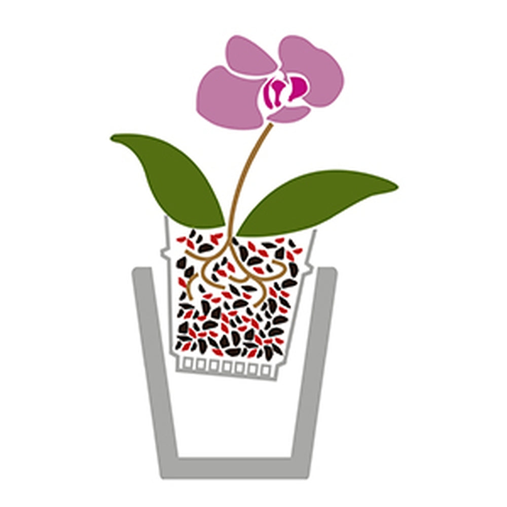 Apa cu ingrasamant pentru orhidee WESTLAND, hranire si udare 2 in 1 pentru crestere sanatoasa si inflorire indelungata, 720 ml