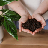 Substrat plante interior WESTLAND cu granule de argila, sol nutritiv pentru crestere sanatoasa, 4 l