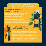 Substrat pentru citrice WESTLAND cu granule de argila, nutritie optima si drenaj eficient, 8 l