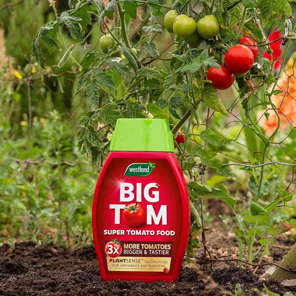 Ingrasamant lichid WESTLAND Big Tom pentru rosii, productie crescuta si gust intens, pana la 3 ori mai multe rosii, 1 l