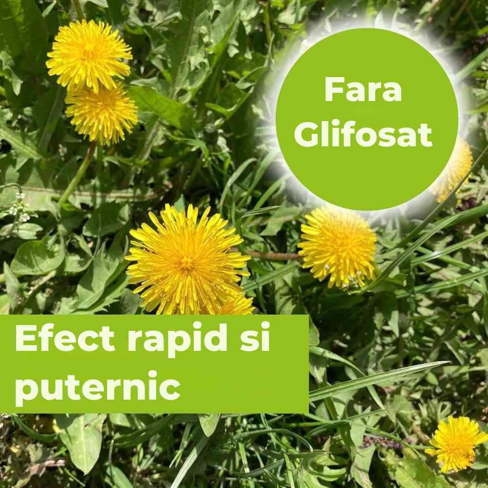 Spray herbicid total fara glifosat PROTECT GARDEN Permaclean Express, gata de utilizare, actiune rapida, anti buruieni alge si muschi, 10 mp, 1 l