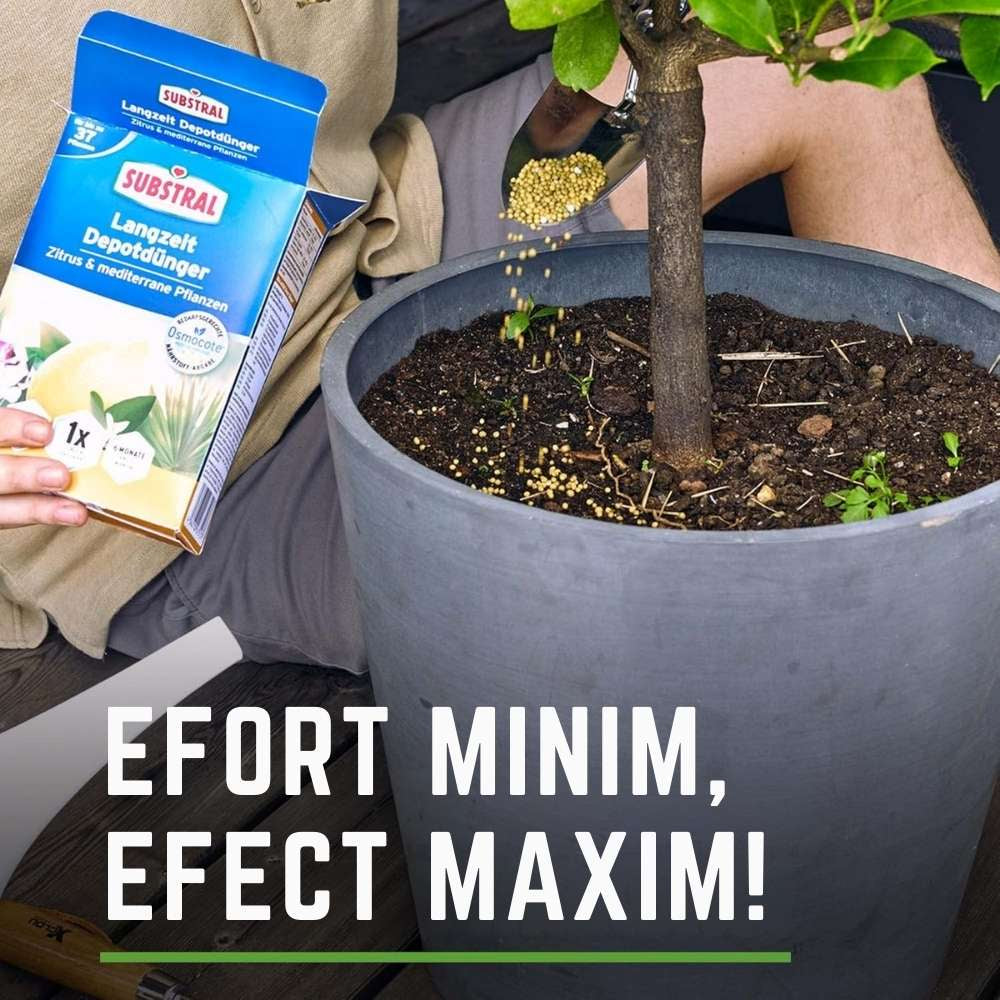 Ingrasamant granulat SUBSTRAL pentru plante mediteraneene si citrice, 1.2 kg, efect imediat si 6 luni eliberare lenta