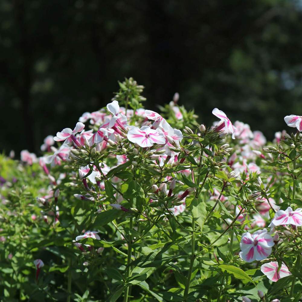 Brumarea Inalta Phlox paniculata Twister, flori bicolor roz-alb parfumat, planta perena rezistenta la ger  Flori