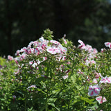 Brumarea Inalta Phlox paniculata Twister, flori bicolor roz-alb parfumat, planta perena rezistenta la ger  Flori