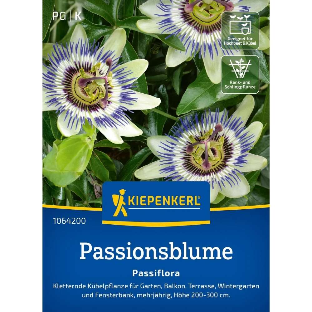 Seminte de floarea-patimilor – Passiflora decorativa si exotica, ajunge pentru 20 Plante