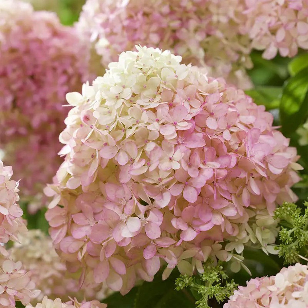 Hortensie Pitica de gradina (Paniculata) Living Little Blossom, cu flori albe si roz