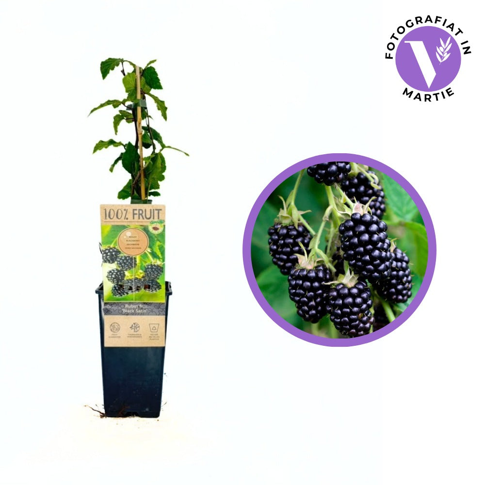 Mur fara spini Black Satin, cu fructe dulce acrisor, ideal pentru deserturi si gemuri, an 1 pe rod