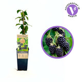 Mur fara spini Black Satin, cu fructe dulce acrisor, ideal pentru deserturi si gemuri, an 1 pe rod