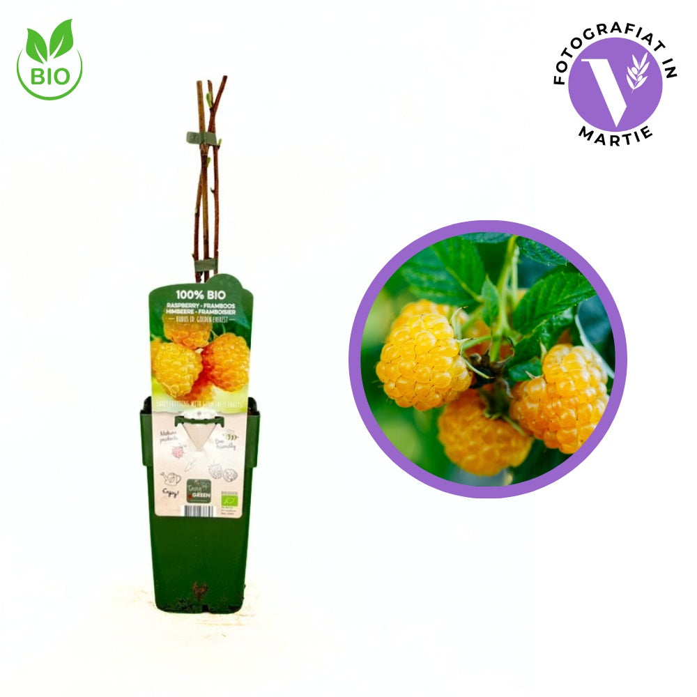 Zmeura galbena Golden Everest productiva si parfumata, ideala pentru gradina, an 1 pe rod