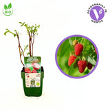 Zmeura Tulameen BIO cu fructe mari si gust deosebit, ideala pentru consum proaspat, an 1 pe rod