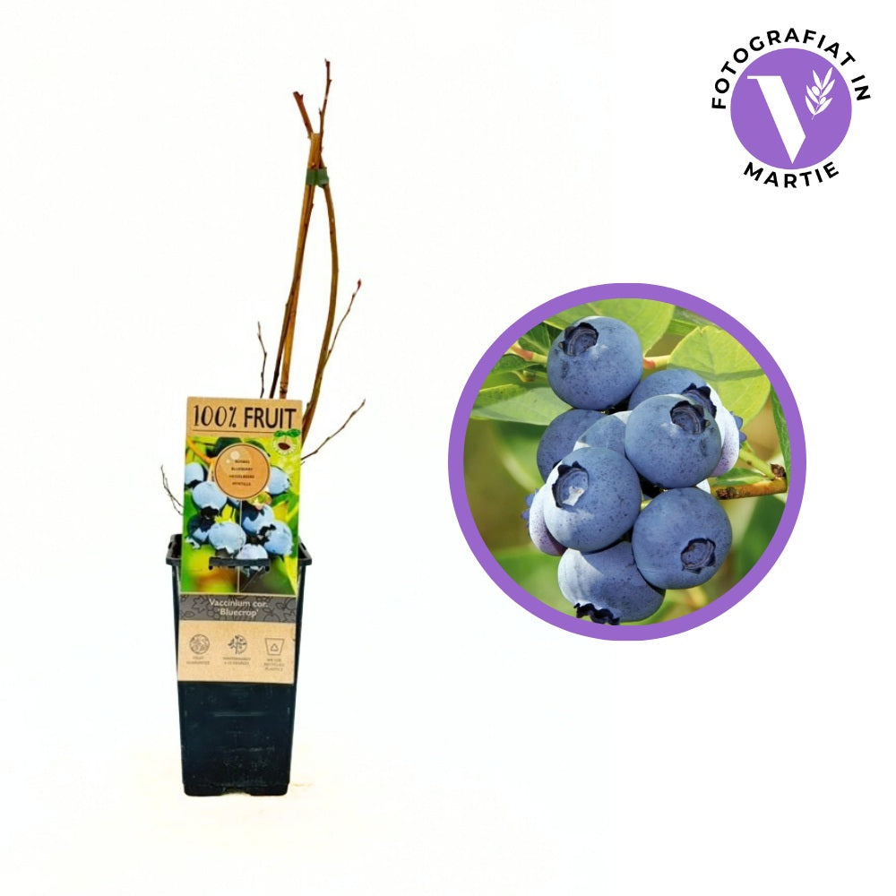 Afin Productiv Bluecrop (Vaccinium corymbosum), cu fructe dulci si rezistente, ideal pentru livezi mixte, an 1 pe rod