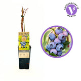 Afin Timpuriu Patriot (Vaccinium corymbosum), cu fructe dulci-acisoare, productie bogata, an 1 pe rod