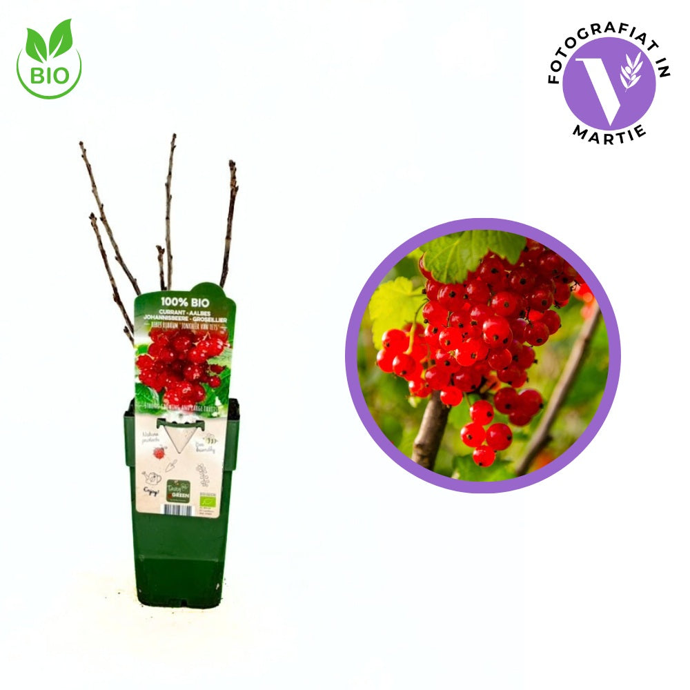 Coacaz Rosu BIO Jonkheer Van Tets (Ribes Rubrum), cu fructe dulci-acrisoare rosii, an 2 pe rod