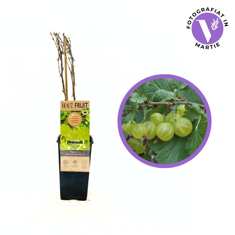 Coacaz Verde Hinnonmaki (Ribes Uca Crispa), cu fructe dulci-acrisoare verzui, 2 pe rod
