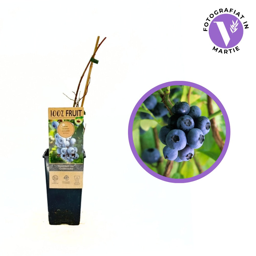 Afin Goldtraube 71 (Vaccinium corymbosum), cu gust dulce si aroma placuta, ideal pentru gradina si congelare, an 1 pe rod