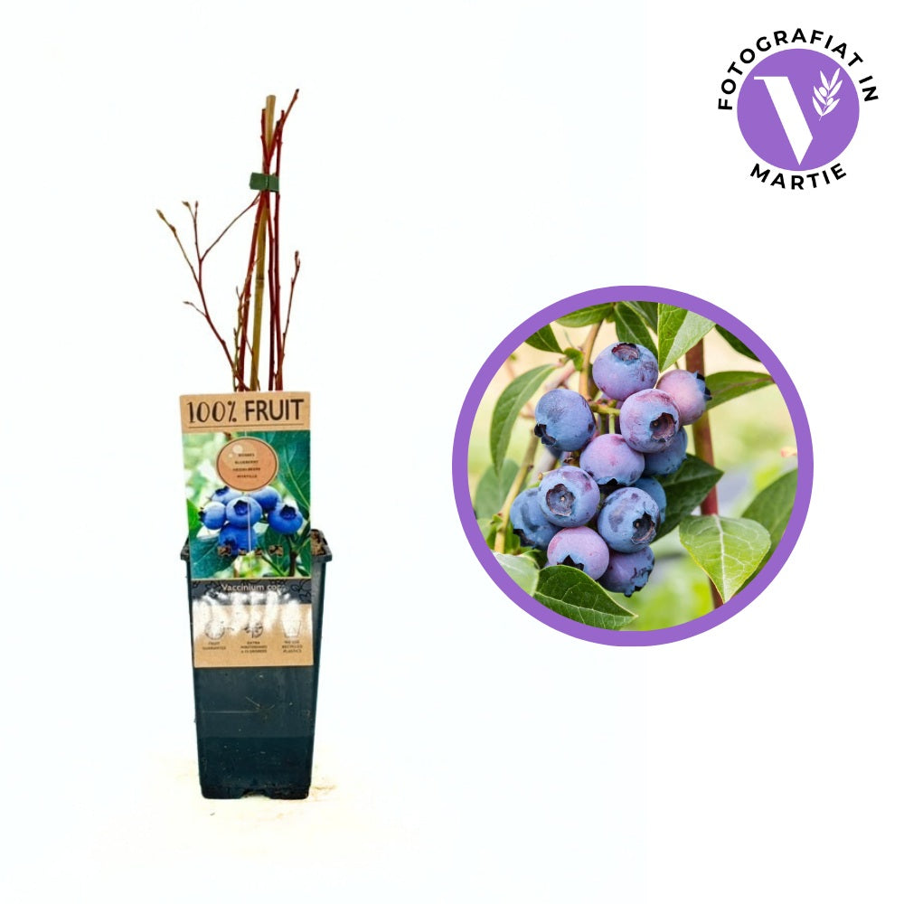 Afin Northland (Vaccinium corymbosum), cu fructe dulci-acrisoare, productie constanta,  an 1 pe rod