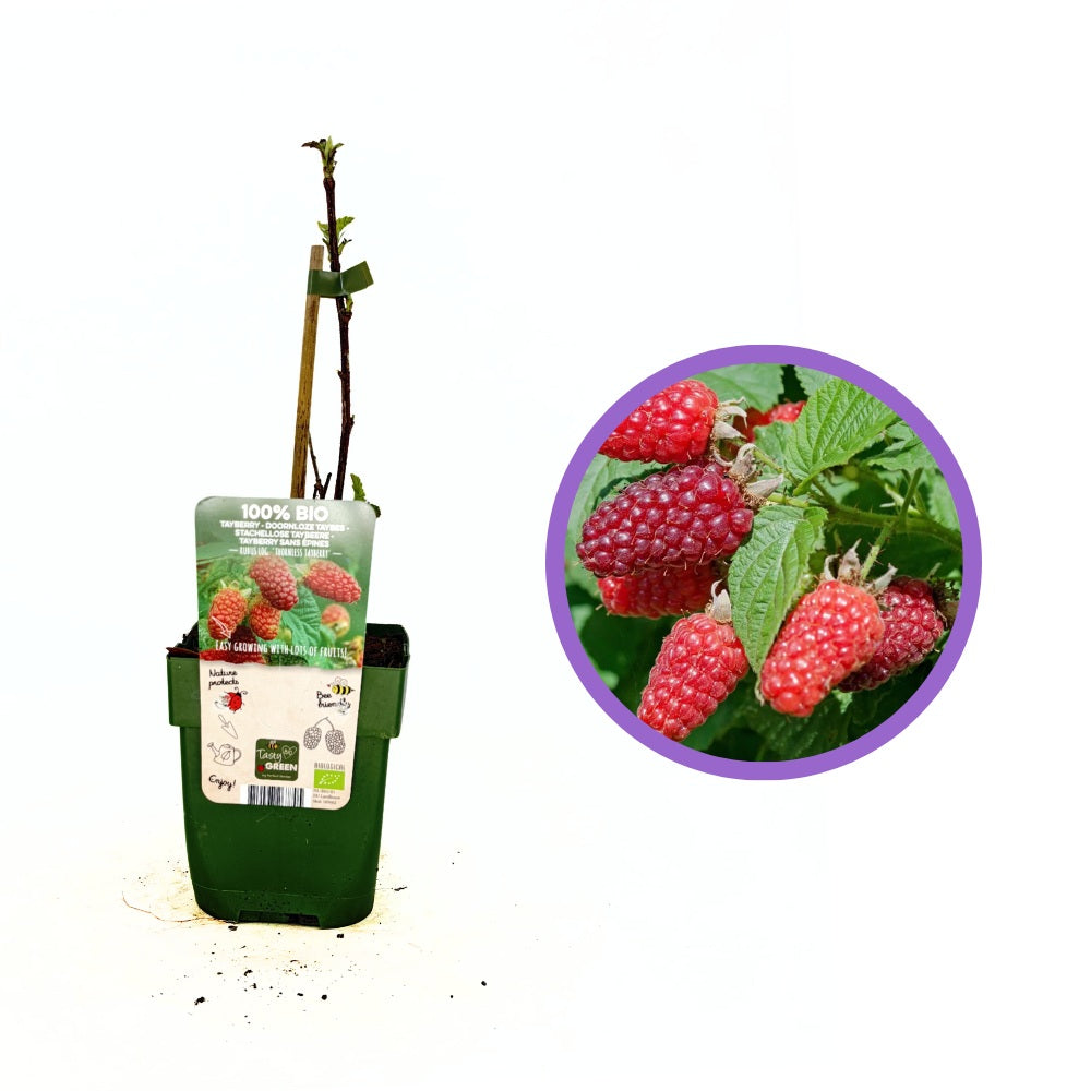 Zmeura Curgatoare Tayberry cu gust dulce intens si fructe mari, ideala pentru pergole, an 1 pe rod