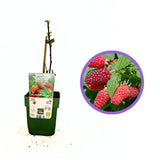Zmeura Curgatoare Tayberry cu gust dulce intens si fructe mari, ideala pentru pergole, an 1 pe rod