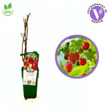 Zmeura timpurie Malling Promise cu productie ridicata si gust aromat, an 1 pe rod - produs 100% Bio