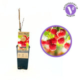 Zmeura Ottawa timpurie si rezistenta cu fructe rosii mari si ferme, an 1 pe rod