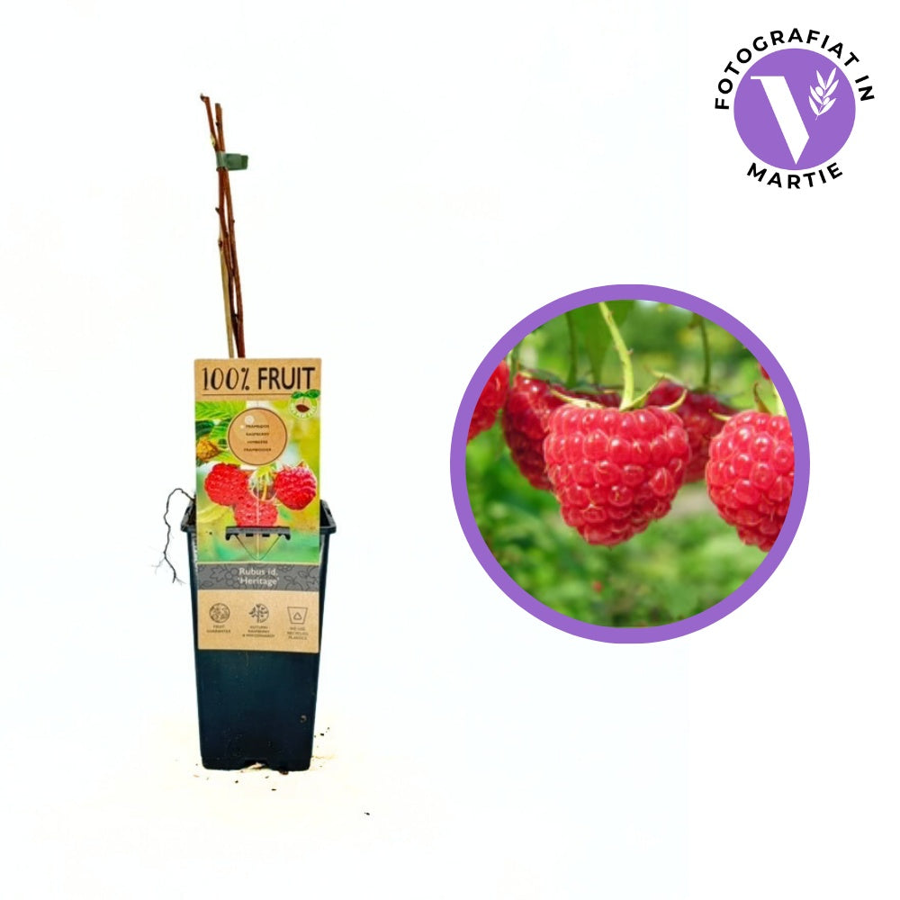 Zmeura remontanta curgatoare Heritage cu fructificare vara-toamna si gust clasic, an 1 pe rod