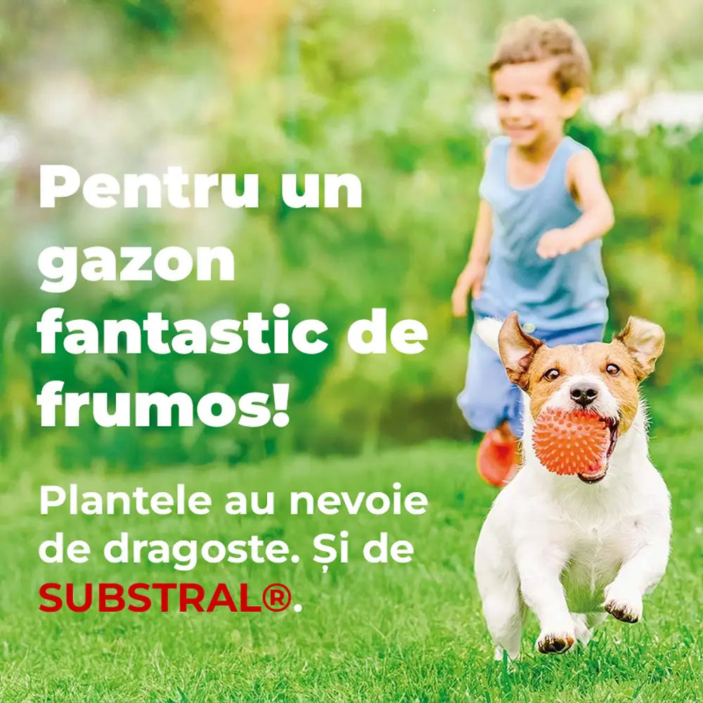 Reparare gazon Substral Plastura Magica 3 in 1 cu seminte gazon substrat si ingrasamant 1 kg pentru zone goale
