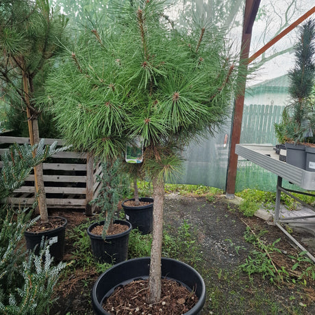 80 cm tulpina | inaltime totala 140 cm | ghiveci 70 l | livrare PALET
