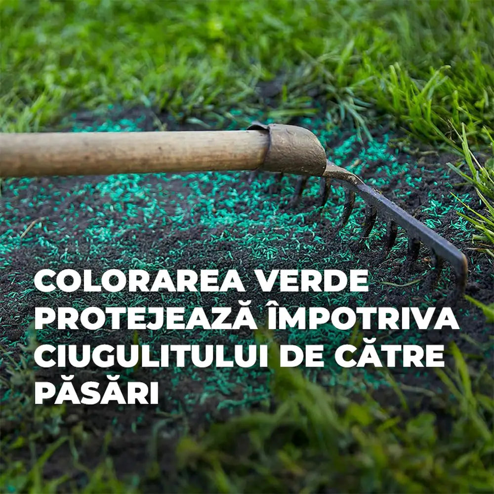 Compo seminte gazon rezistent la seceta si caldura 2 kg pentru 80 mp, amestec profesional pentru zone insorite si uscate