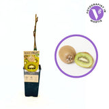 Kiwi de Siberia Jenny (Actinidia arguta), autofertil, cu fructe dulci, bogate in vitamina C