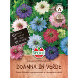 Seminte nigella SPERLI Gaudi – flori delicate, albastru intens