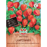 Seminte floare lampion Mikie's Laterne – decorativa si de efect